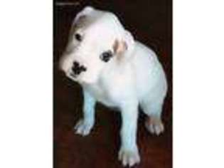 Boxer Puppy for sale in Lincoln, NE, USA