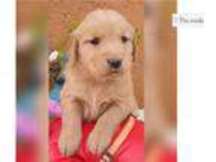 Golden Retriever Puppy for sale in San Angelo, TX, USA