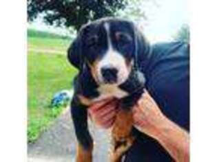 Greater Swiss Mountain Dog Puppy for sale in Ocala, FL, USA