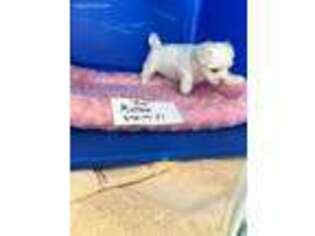 Maltese Puppy for sale in Clayton, IL, USA