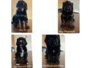 Mutt Puppy for sale in Casper, WY, USA