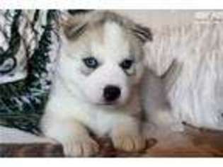 Medium Photo #1 Siberian Husky Puppy For Sale in Saint Louis, MO, USA