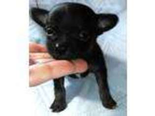 Chihuahua Puppy for sale in Boone, CO, USA