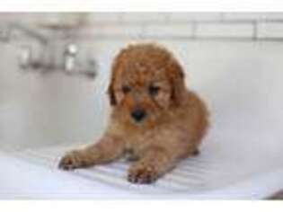 Goldendoodle Puppy for sale in Denver, PA, USA