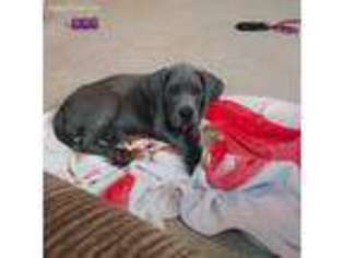 Great Dane Puppy for sale in Fairmont, WV, USA