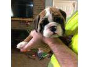 Bulldog Puppy for sale in Chillicothe, OH, USA