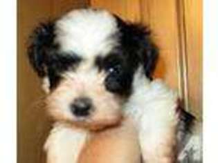 Havanese Puppy for sale in LOGANSPORT, IN, USA