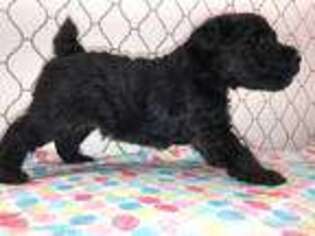 Lakeland Terrier Puppy for sale in Atascocita, TX, USA