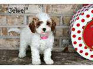 Cavapoo Puppy for sale in Adolphus, KY, USA