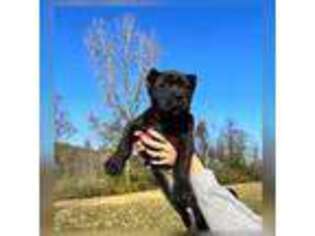 Cane Corso Puppy for sale in Huntington, IN, USA
