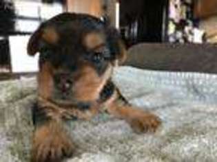 Yorkshire Terrier Puppy for sale in Escalon, CA, USA