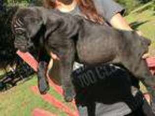 Cane Corso Puppy for sale in Tallahassee, FL, USA