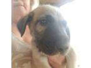 Irish Wolfhound Puppy for sale in Norwich, NY, USA