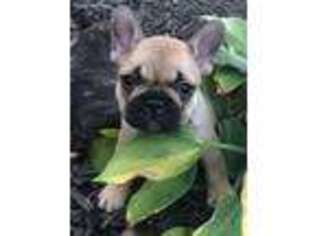 French Bulldog Puppy for sale in Burlington, KY, USA