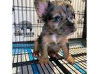 French Bulldog Puppy for sale in Oakland, CA, USA