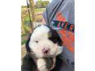 Bernese Mountain Dog Puppy for sale in Eaton, OH, USA