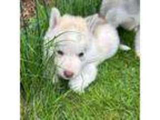 Siberian Husky Puppy for sale in Dayton, OR, USA