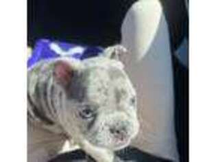 French Bulldog Puppy for sale in Grain Valley, MO, USA