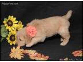 Golden Retriever Puppy for sale in Idaho Falls, ID, USA