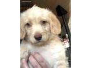 Labradoodle Puppy for sale in Clayton, WA, USA