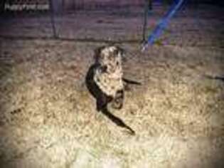 Catahoula Leopard Dog Puppy for sale in West Plains, MO, USA