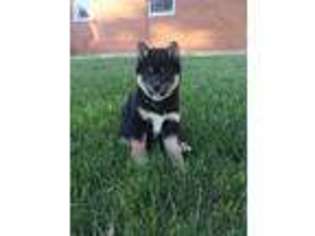 Shiba Inu Puppy for sale in Covington, OH, USA