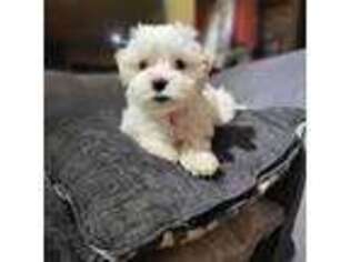 Maltese Puppy for sale in Bellevue, WA, USA