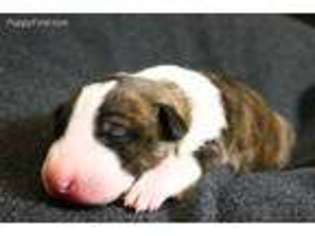 Bull Terrier Puppy for sale in Pomona, CA, USA