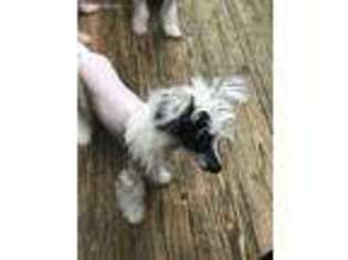 Chinese Crested Puppy for sale in Silver Spring, MD, USA