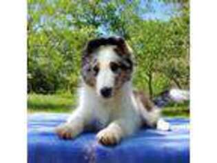 Shetland Sheepdog Puppy for sale in Dale, TX, USA