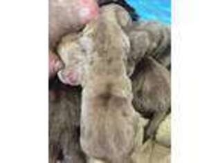 Labrador Retriever Puppy for sale in Shawboro, NC, USA