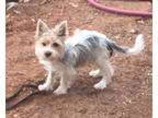 Biewer Terrier Puppy for sale in Laramie, WY, USA