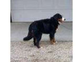 Bernese Mountain Dog Puppy for sale in Burtonsville, MD, USA