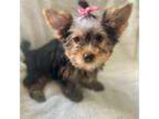 Yorkshire Terrier Puppy for sale in Staten Island, NY, USA