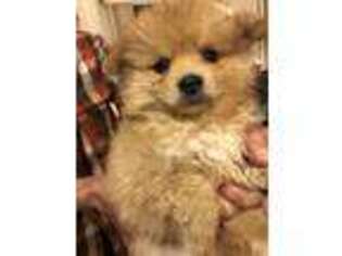 Pomeranian Puppy for sale in Punta Gorda, FL, USA