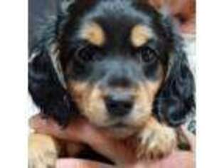 Dachshund Puppy for sale in Eugene, OR, USA