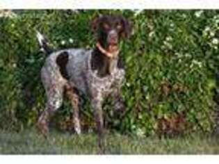 German Shorthaired Pointer Puppy for sale in Everett, PA, USA