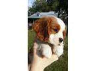 Cavalier King Charles Spaniel Puppy for sale in Siloam Springs, AR, USA