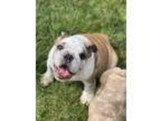 Bulldog Puppy for sale in Ferndale, WA, USA