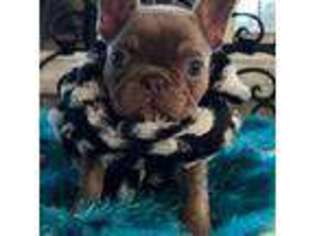 French Bulldog Puppy for sale in Lees Summit, MO, USA