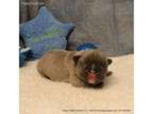 French Bulldog Puppy for sale in Drain, OR, USA