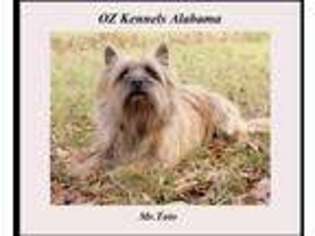 Cairn Terrier Puppy for sale in Hanoverton, OH, USA