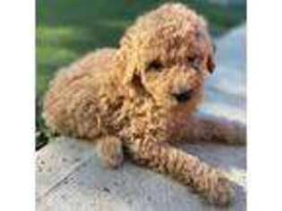 Goldendoodle Puppy for sale in Sturbridge, MA, USA