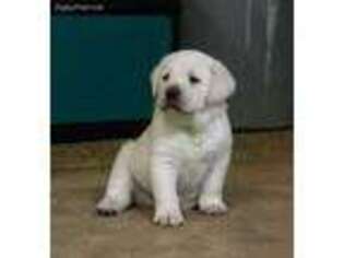 Labrador Retriever Puppy for sale in Brandon, MS, USA