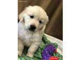 Golden Retriever Puppy for sale in Hollister, CA, USA