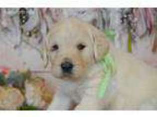 Labradoodle Puppy for sale in East Palestine, OH, USA