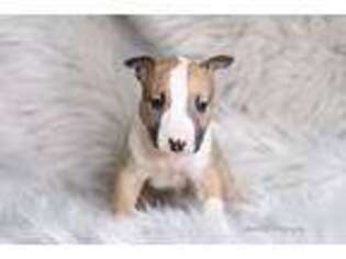 Bull Terrier Puppy for sale in Wichita, KS, USA