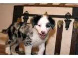 Australian Shepherd Puppy for sale in Powhatan, VA, USA