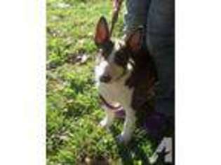 Bull Terrier Puppy for sale in COLUMBUS, OH, USA