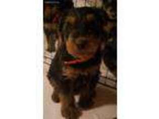 Airedale Terrier Puppy for sale in Duncan, OK, USA